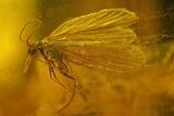 Three Fossil Caddisflies and Two Flies in Baltic Amber #159800-2
